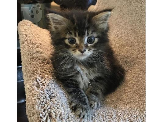 PoulaTo: Maine Coon γατάκια προς πώληση